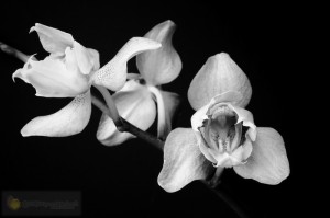 Orchid-134
