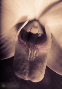 Orchid-28