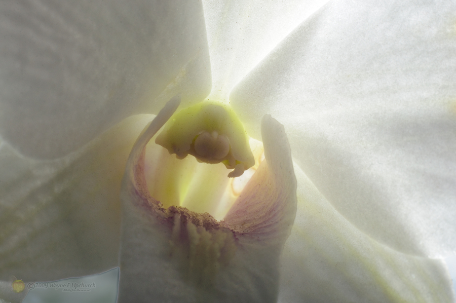 Orchid-38