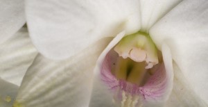 Orchid-58