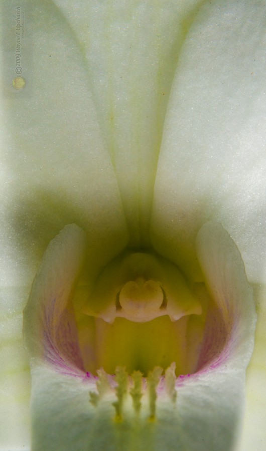 Orchid-139-2