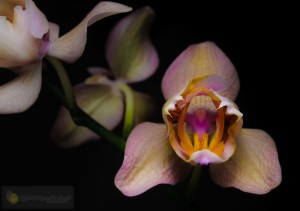 Orchid-148